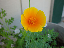 California Poppy